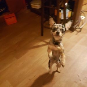 Meet your Posher, Charlie